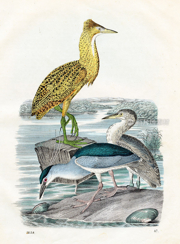 夜鹭:猫头鹰鹦鹉，欧亚麻鸦，黑冠夜鹭- 1859年《世界之书》中非常罕见的盘子